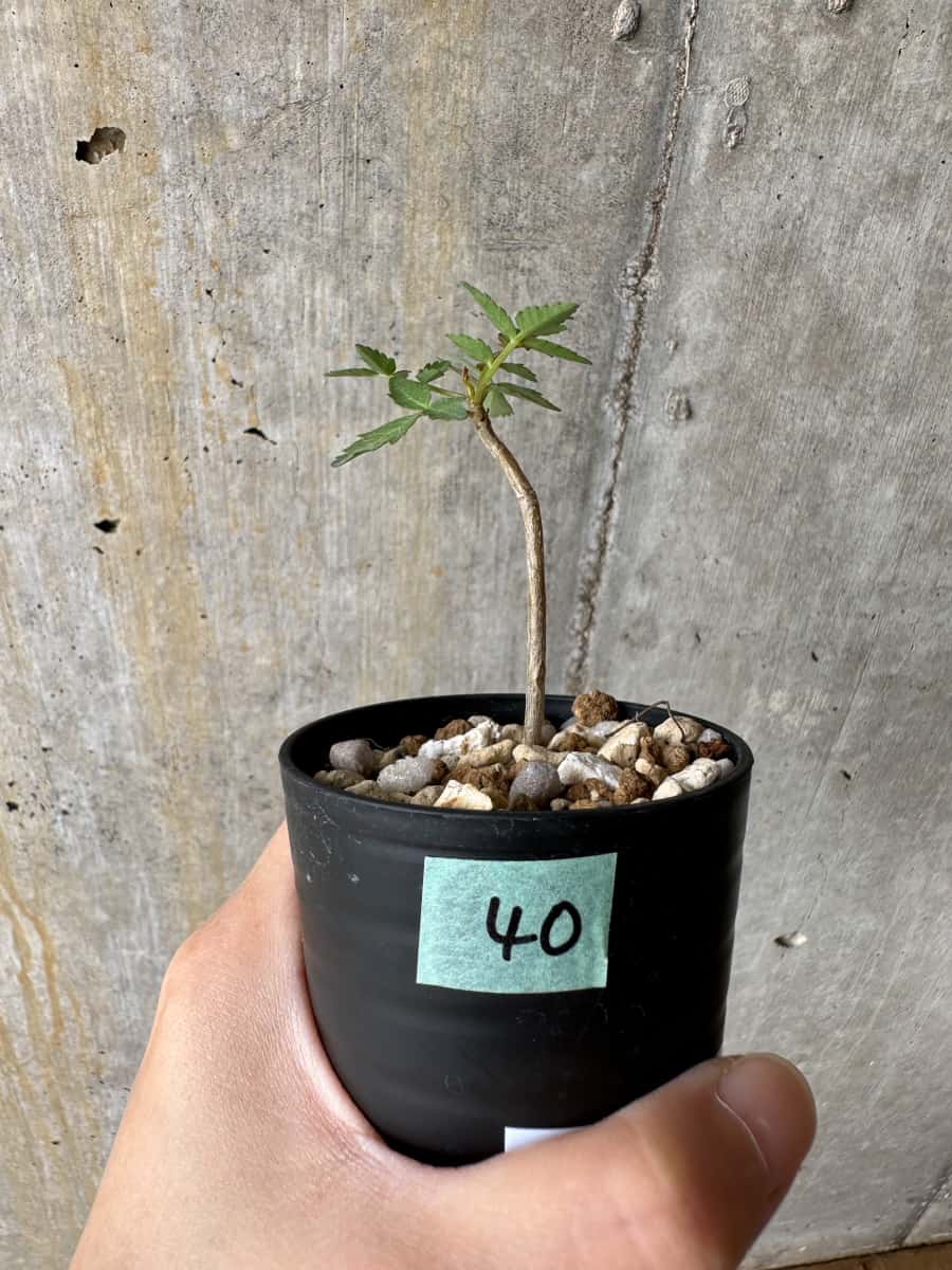 【現品限り】ブルセラ・ファガロイデス【C40】 Bursera fagaroides