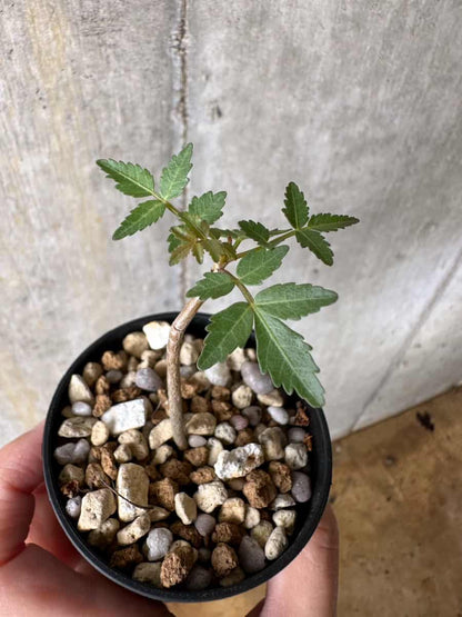 【現品限り】ブルセラ・ファガロイデス【C40】 Bursera fagaroides