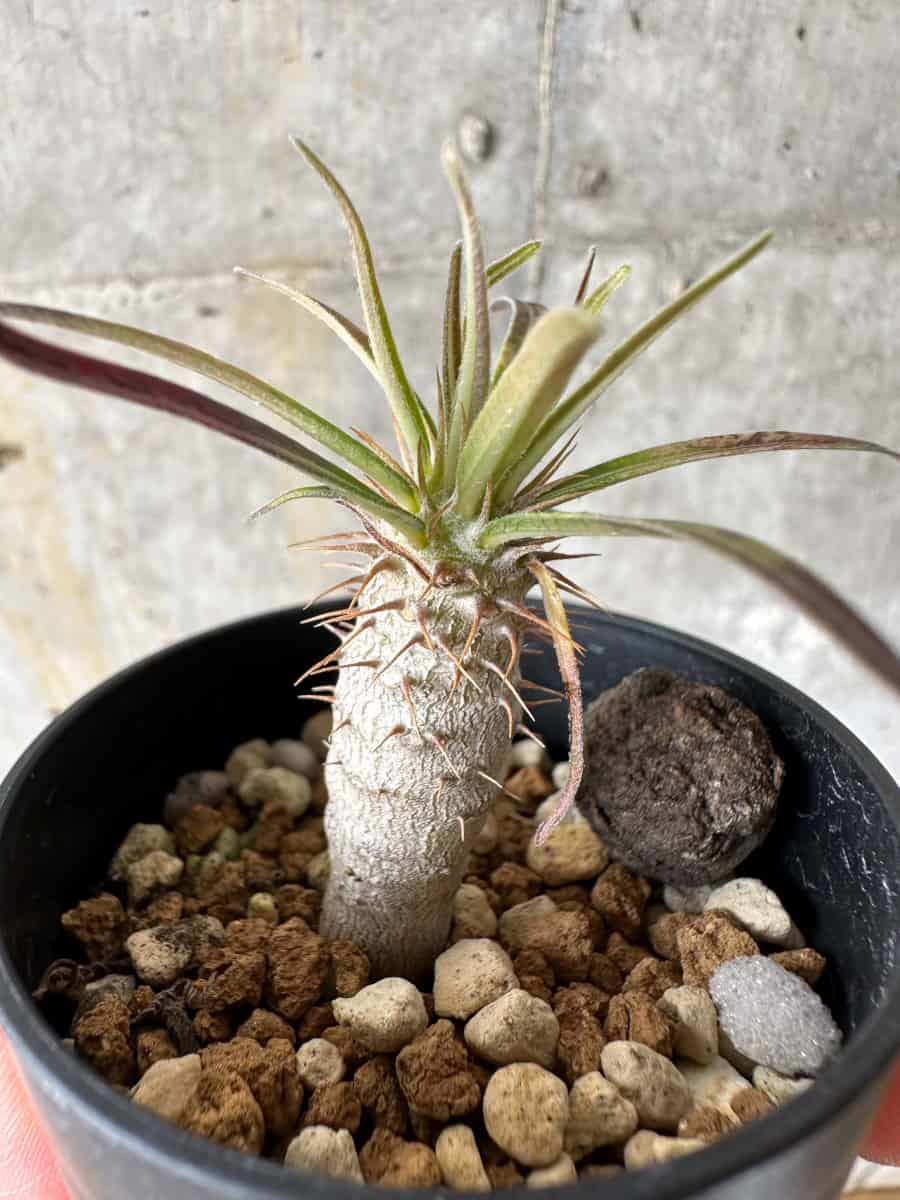 【現品限り】パキポディウム・グラキリス【C4】 Pachypodium gracilius