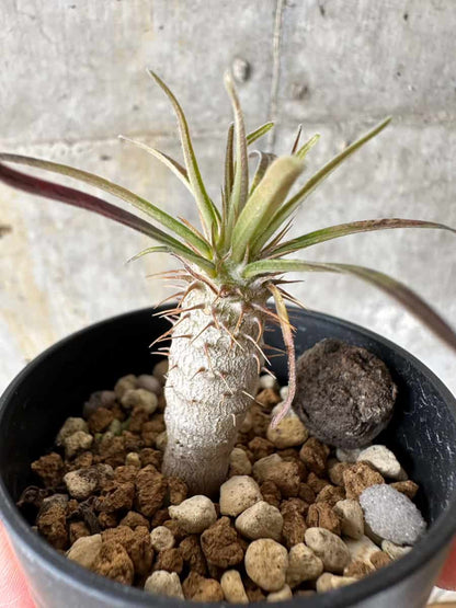 【現品限り】パキポディウム・グラキリス【C4】 Pachypodium gracilius