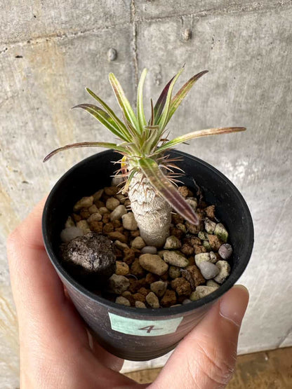【現品限り】パキポディウム・グラキリス【C4】 Pachypodium gracilius