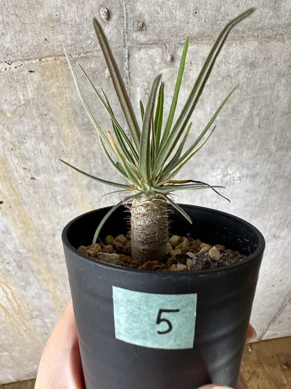 【現品限り】パキポディウム・グラキリス【C5】 Pachypodium gracilius