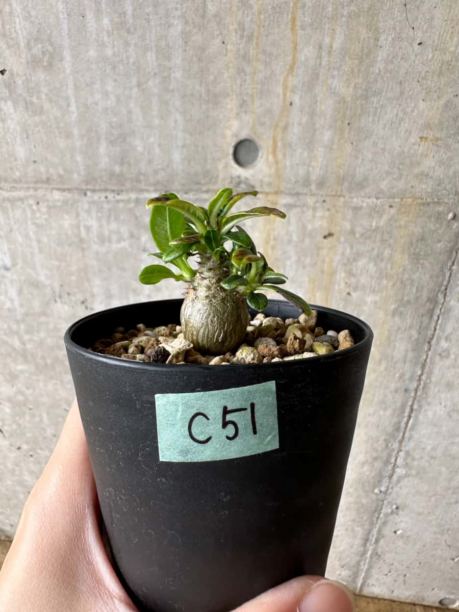【現品限り】パキポディウム・ウィンゾリー 実生【C51】 Pachypodium windsorii