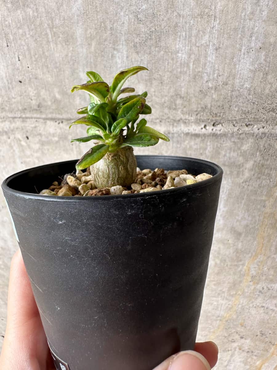 【現品限り】パキポディウム・ウィンゾリー 実生【C51】 Pachypodium windsorii