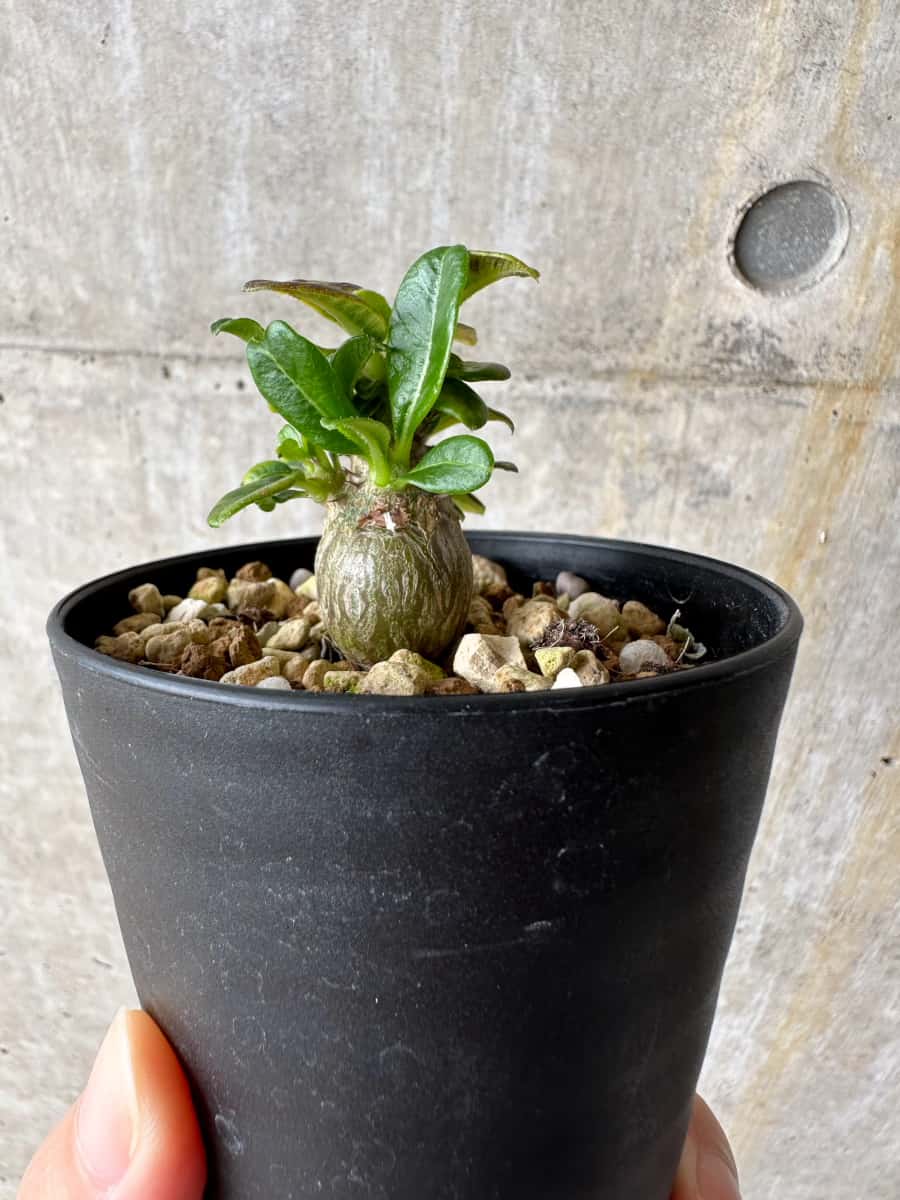 【現品限り】パキポディウム・ウィンゾリー 実生【C51】 Pachypodium windsorii