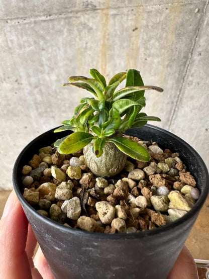【現品限り】パキポディウム・ウィンゾリー 実生【C51】 Pachypodium windsorii