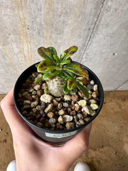 【現品限り】パキポディウム・ウィンゾリー 実生【C51】 Pachypodium windsorii