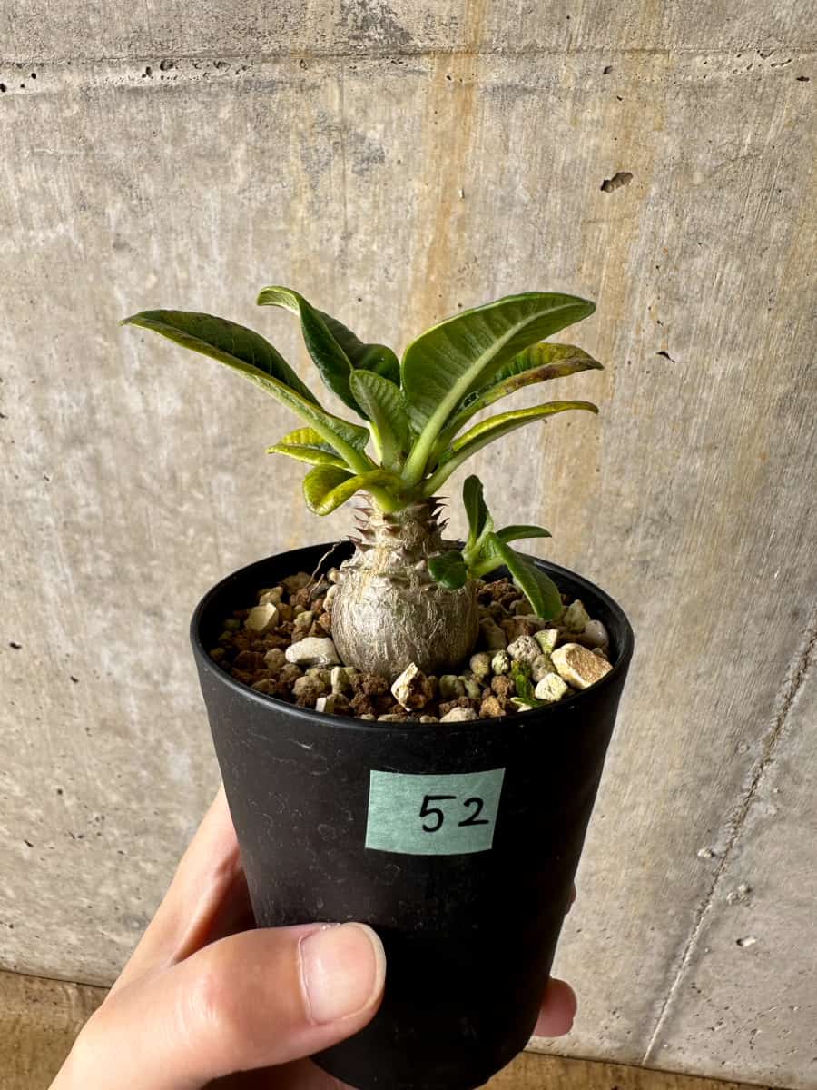 【現品限り】パキポディウム・ウィンゾリー 実生【C52】 Pachypodium windsorii