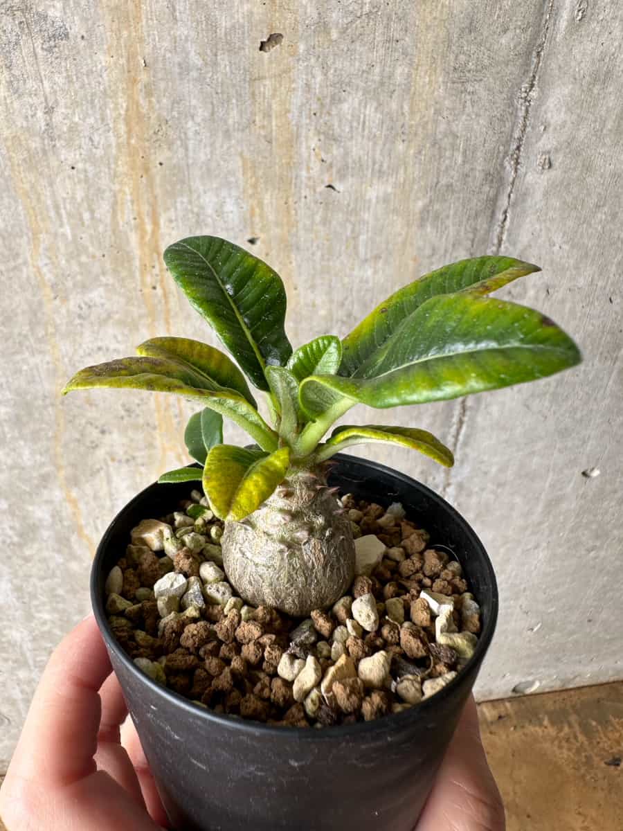 【現品限り】パキポディウム・ウィンゾリー 実生【C52】 Pachypodium windsorii