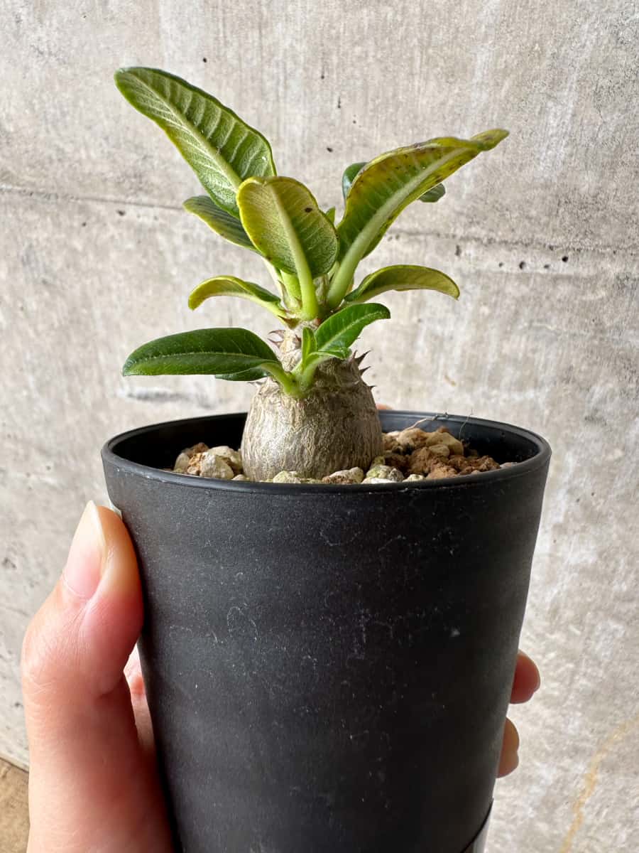 【現品限り】パキポディウム・ウィンゾリー 実生【C52】 Pachypodium windsorii