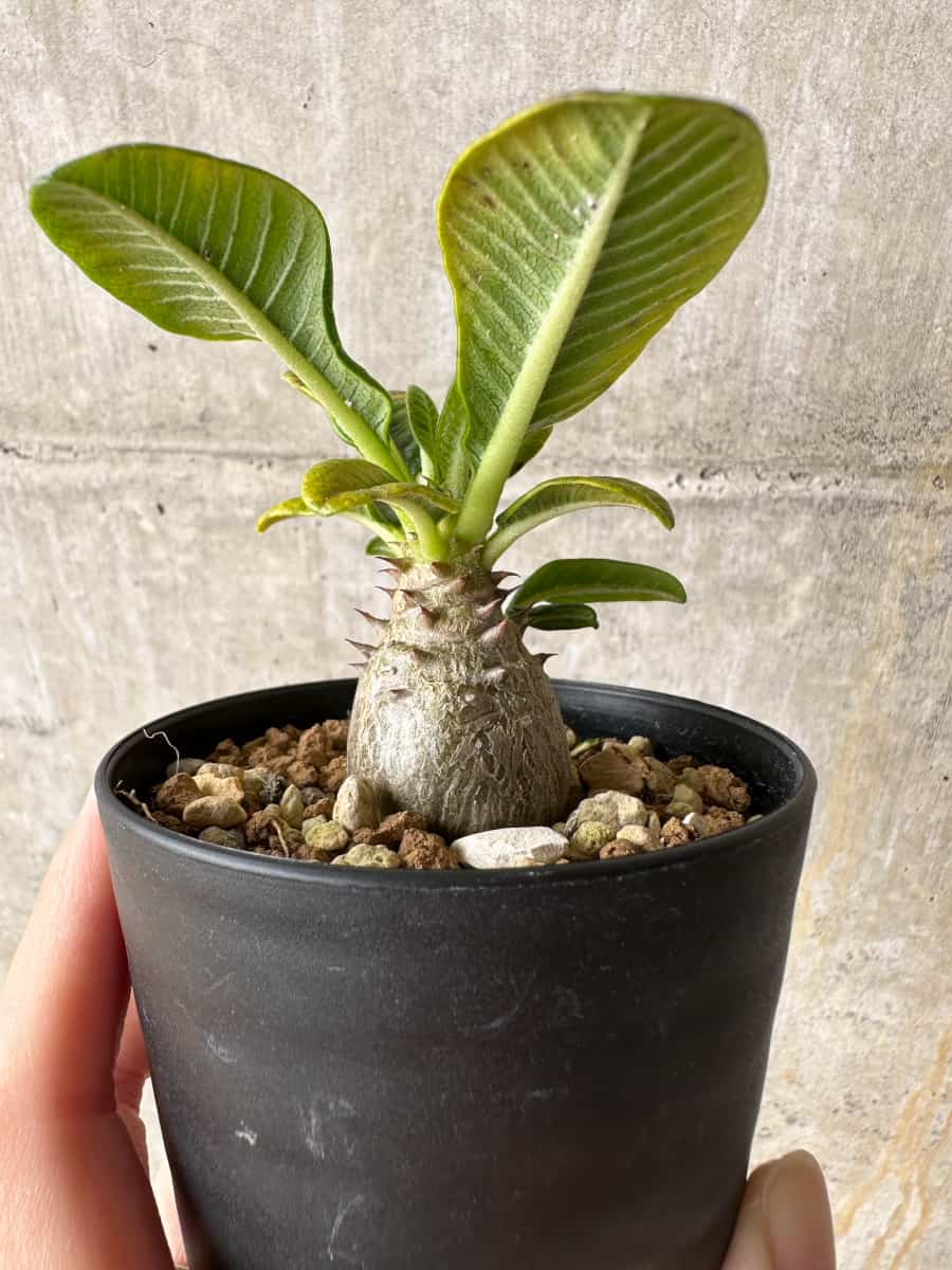 【現品限り】パキポディウム・ウィンゾリー 実生【C52】 Pachypodium windsorii