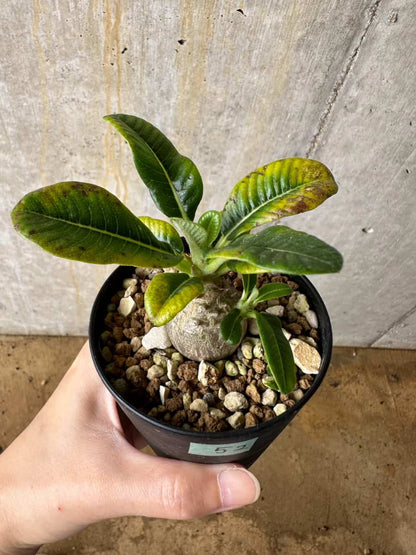 【現品限り】パキポディウム・ウィンゾリー 実生【C52】 Pachypodium windsorii