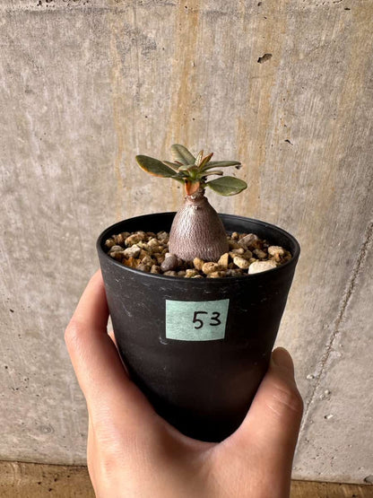 【現品限り】アデニウム・ソコトラナム【C53】 Adenium socotranum