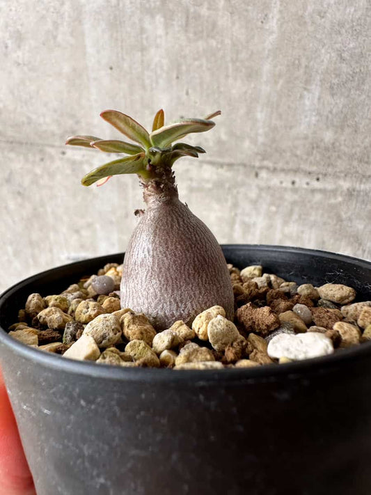 【現品限り】アデニウム・ソコトラナム【C53】 Adenium socotranum