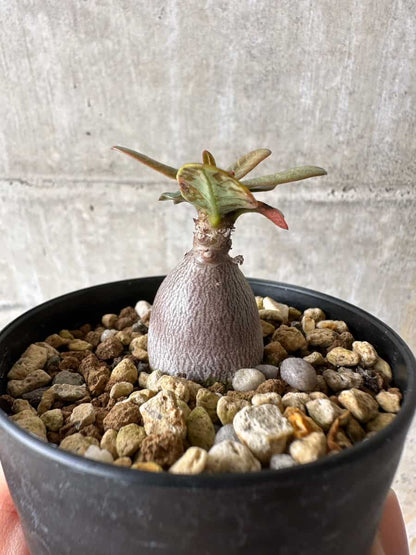 【現品限り】アデニウム・ソコトラナム【C53】 Adenium socotranum