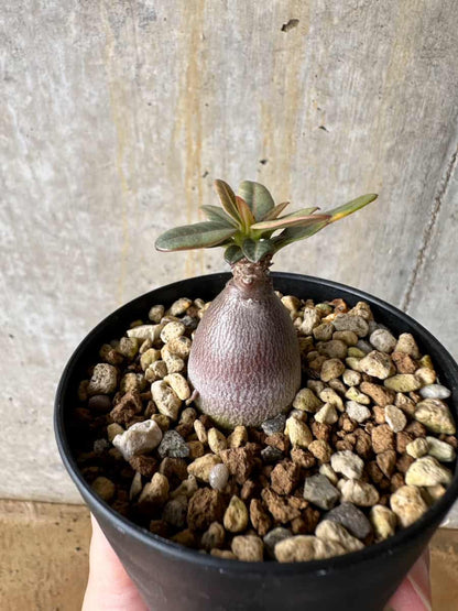 【現品限り】アデニウム・ソコトラナム【C53】 Adenium socotranum