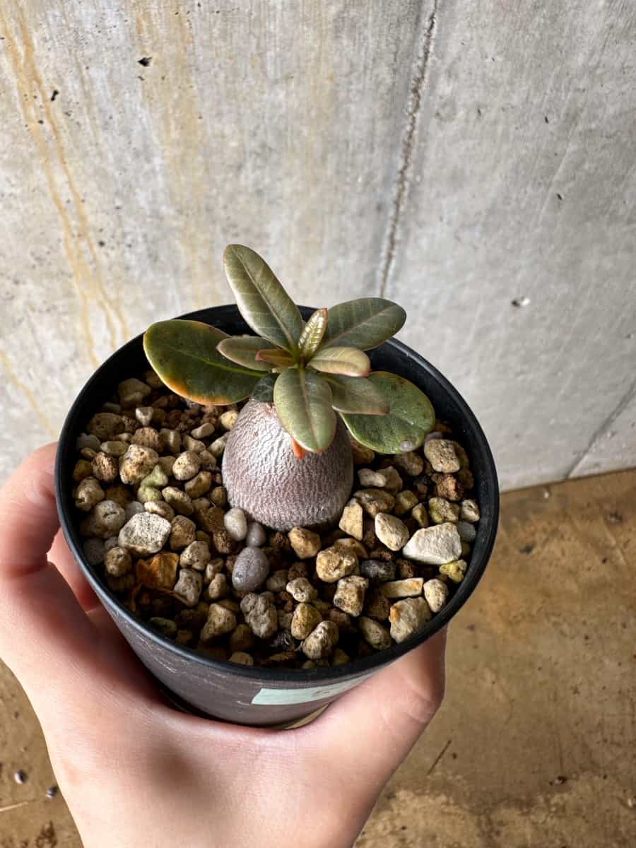 【現品限り】アデニウム・ソコトラナム【C53】 Adenium socotranum