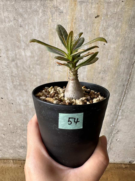 【現品限り】アデニウム・ソコトラナム【C54】 Adenium socotranum
