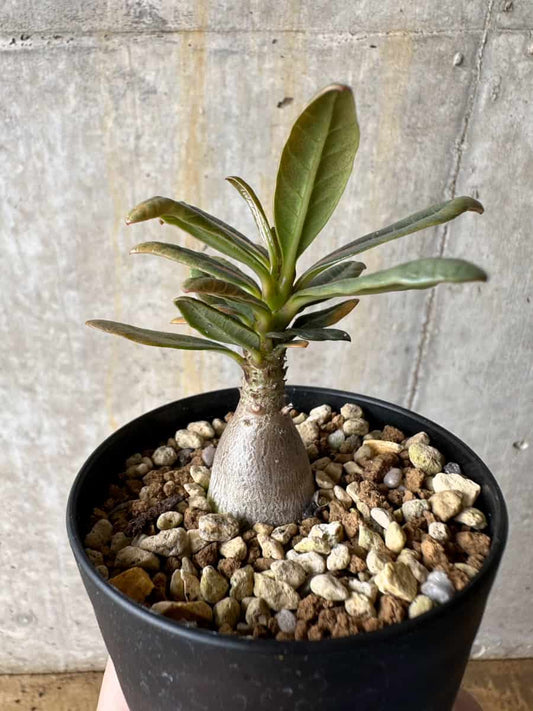 【現品限り】アデニウム・ソコトラナム【C54】 Adenium socotranum