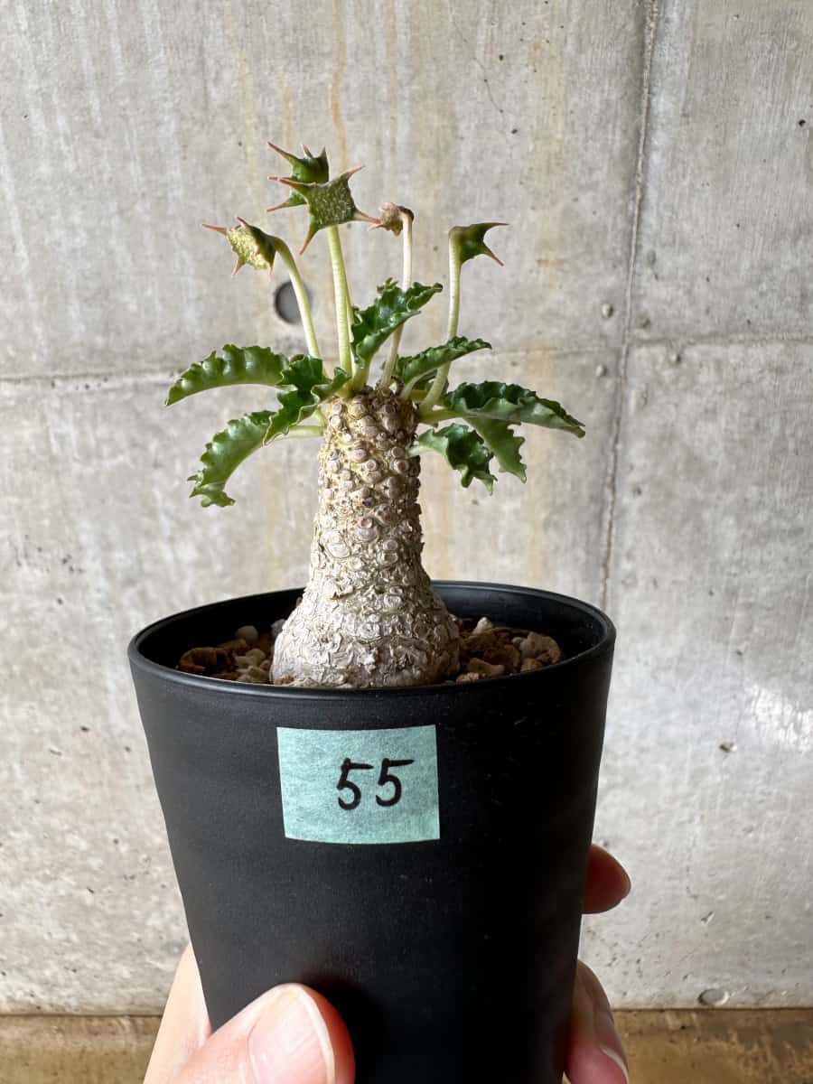 【現品限り】ドルステニア・ホルウッディ【C55】 Dorstenia horwoodii