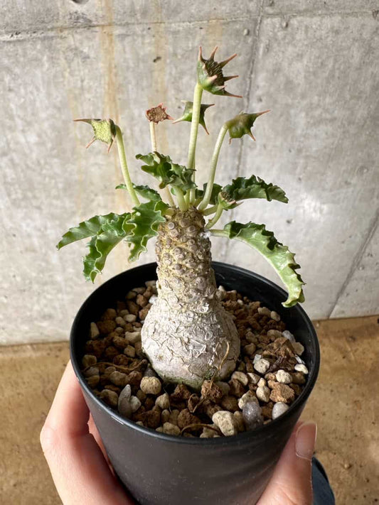 【現品限り】ドルステニア・ホルウッディ【C55】 Dorstenia horwoodii