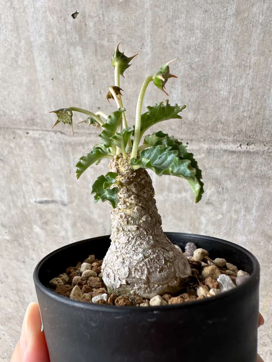 【現品限り】ドルステニア・ホルウッディ【C55】 Dorstenia horwoodii
