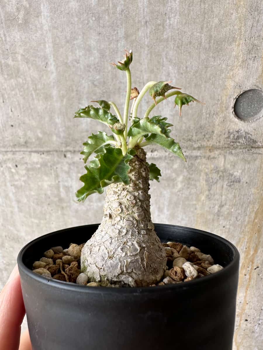 【現品限り】ドルステニア・ホルウッディ【C55】 Dorstenia horwoodii