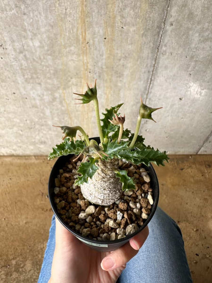 【現品限り】ドルステニア・ホルウッディ【C55】 Dorstenia horwoodii