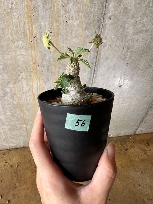 【現品限り】ドルステニア・ホルウッディ【C56】 Dorstenia horwoodii