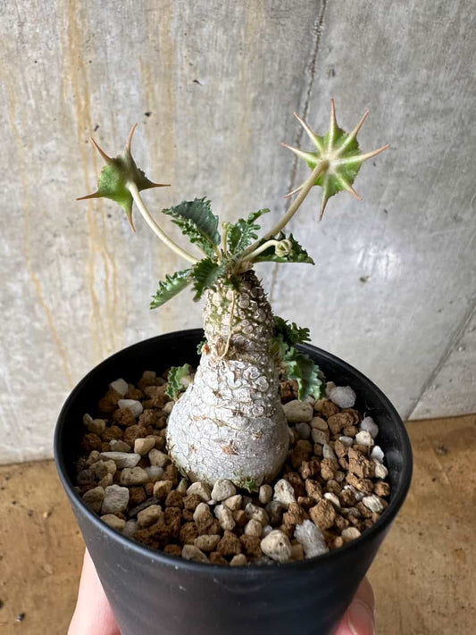 【現品限り】ドルステニア・ホルウッディ【C56】 Dorstenia horwoodii