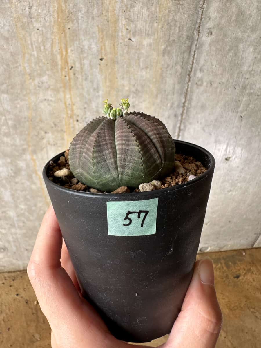 【現品限り】ユーフォルビア・オベサ 南アフリカ輸入苗【C57】 Euphorbia obesa