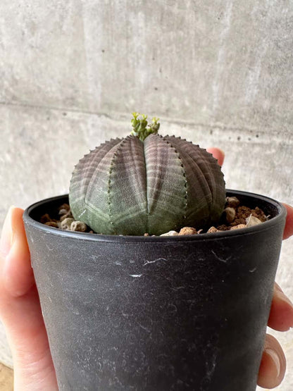 【現品限り】ユーフォルビア・オベサ 南アフリカ輸入苗【C57】 Euphorbia obesa