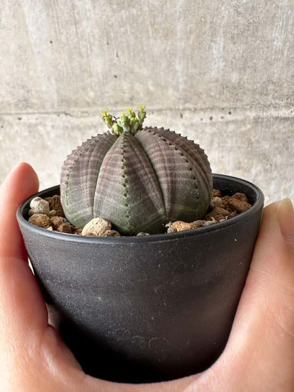【現品限り】ユーフォルビア・オベサ 南アフリカ輸入苗【C57】 Euphorbia obesa