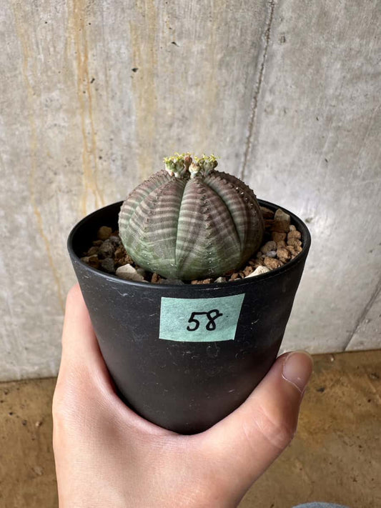 【現品限り】ユーフォルビア・オベサ 南アフリカ輸入苗【C58】 Euphorbia obesa