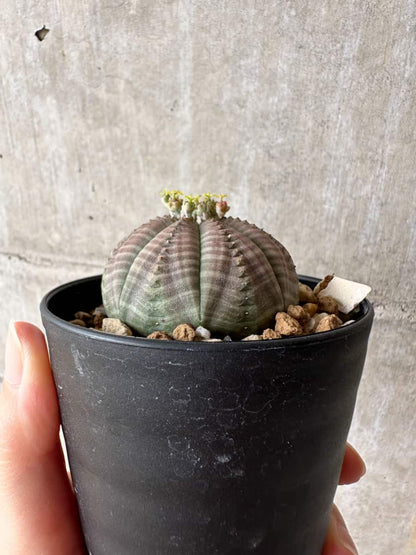 【現品限り】ユーフォルビア・オベサ 南アフリカ輸入苗【C58】 Euphorbia obesa