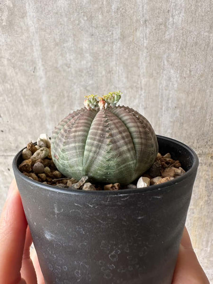 【現品限り】ユーフォルビア・オベサ 南アフリカ輸入苗【C58】 Euphorbia obesa