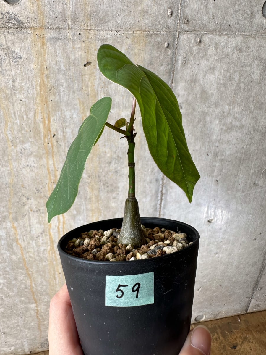 【現品限り】プセウドボンバックス・エリプティクム【C59】 Pseudobombax ellipticum ‘Rubrum