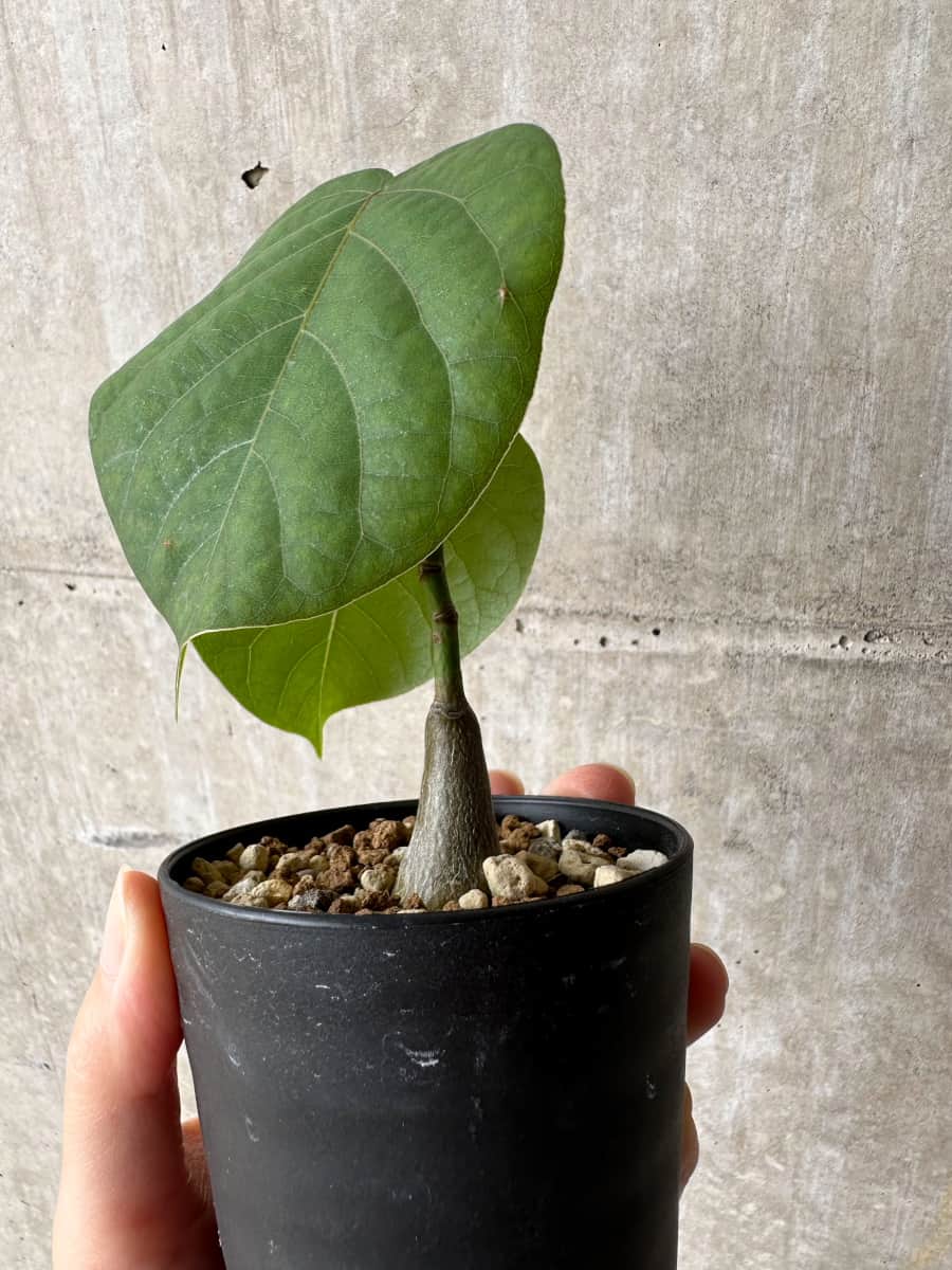 【現品限り】プセウドボンバックス・エリプティクム【C59】 Pseudobombax ellipticum ‘Rubrum