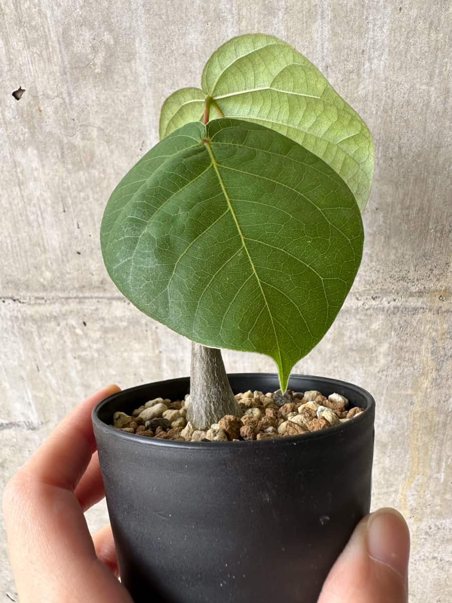 【現品限り】プセウドボンバックス・エリプティクム【C59】 Pseudobombax ellipticum ‘Rubrum