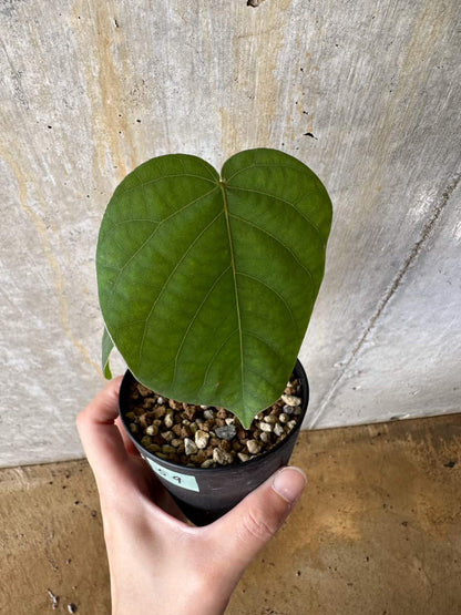 【現品限り】プセウドボンバックス・エリプティクム【C59】 Pseudobombax ellipticum ‘Rubrum