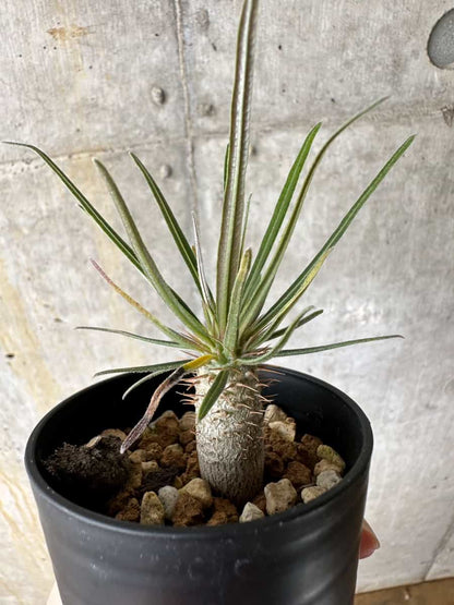 【現品限り】パキポディウム・グラキリス【C5】 Pachypodium gracilius