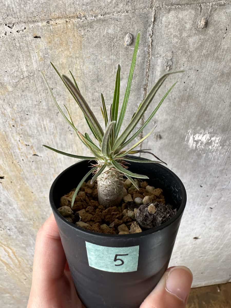 【現品限り】パキポディウム・グラキリス【C5】 Pachypodium gracilius