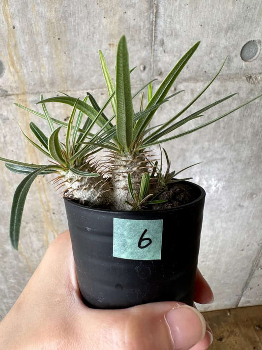 【現品限り】パキポディウム・グラキリス【C6】 Pachypodium gracilius