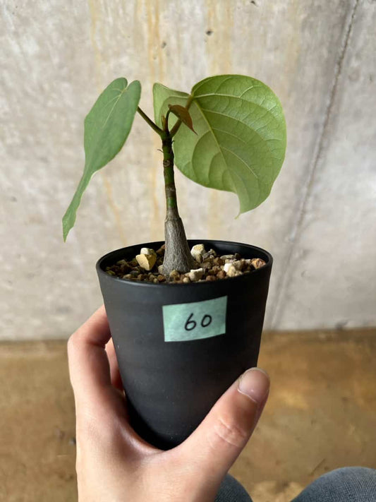 【現品限り】プセウドボンバックス・エリプティクム【C60】 Pseudobombax ellipticum ‘Rubrum