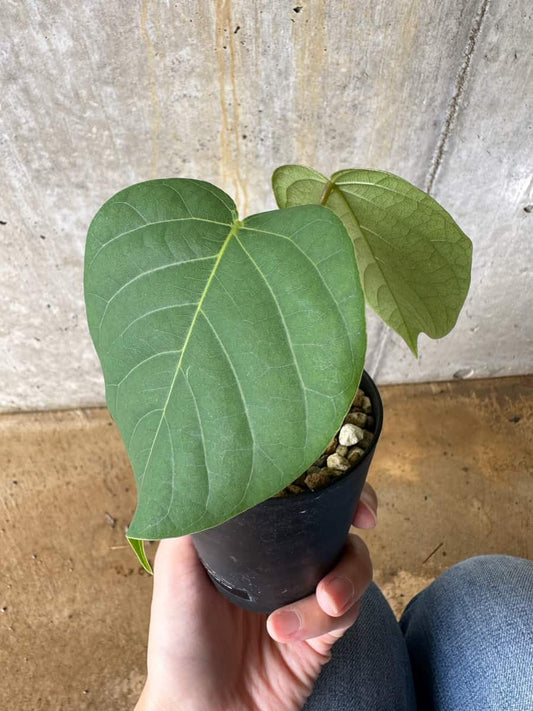 【現品限り】プセウドボンバックス・エリプティクム【C60】 Pseudobombax ellipticum ‘Rubrum