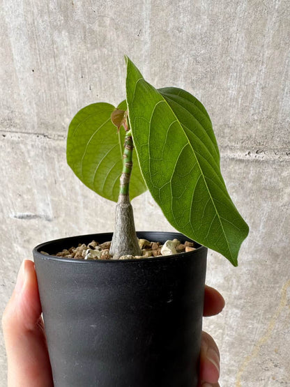 【現品限り】プセウドボンバックス・エリプティクム【C60】 Pseudobombax ellipticum ‘Rubrum