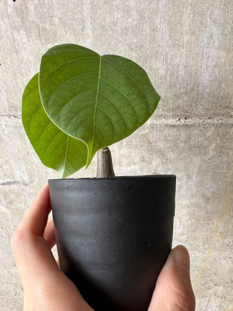 【現品限り】プセウドボンバックス・エリプティクム【C60】 Pseudobombax ellipticum ‘Rubrum