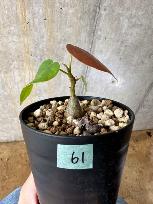 【現品限り】プセウドボンバックス・エリプティクム【C61】 Pseudobombax ellipticum ‘Rubrum