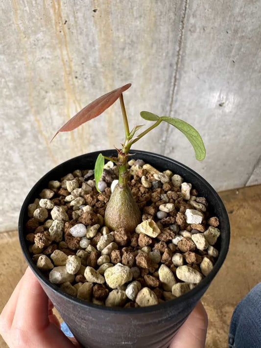 【現品限り】プセウドボンバックス・エリプティクム【C61】 Pseudobombax ellipticum ‘Rubrum