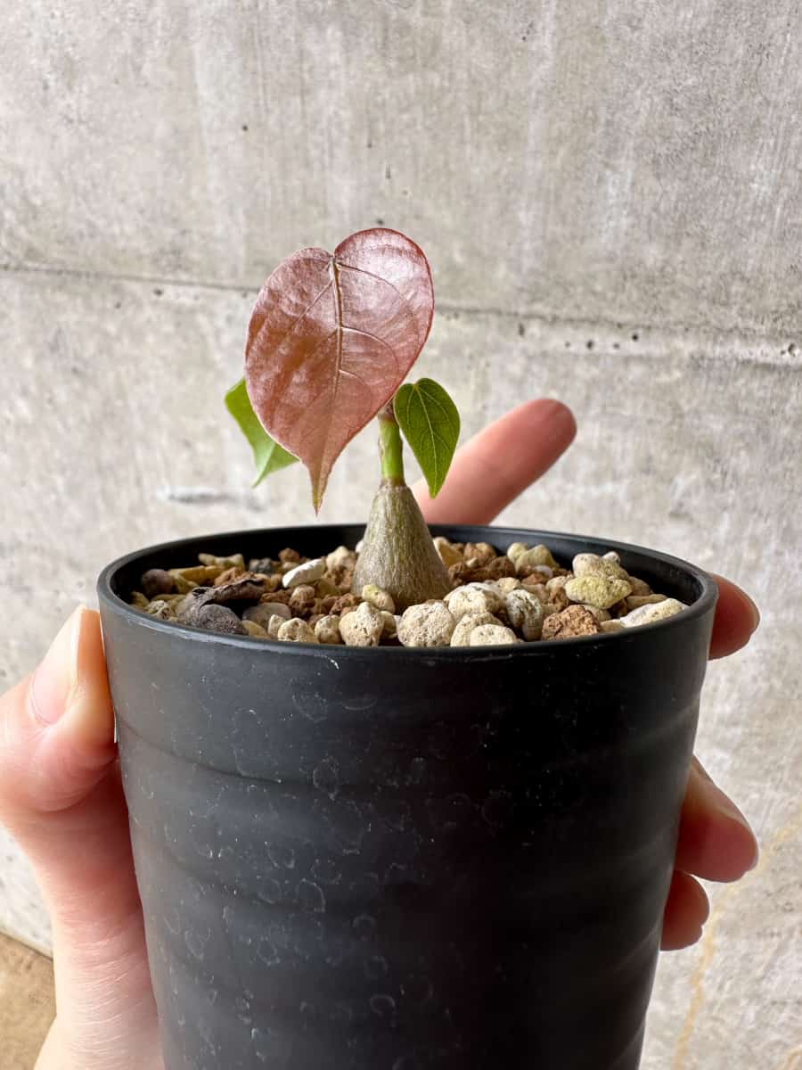 【現品限り】プセウドボンバックス・エリプティクム【C61】 Pseudobombax ellipticum ‘Rubrum